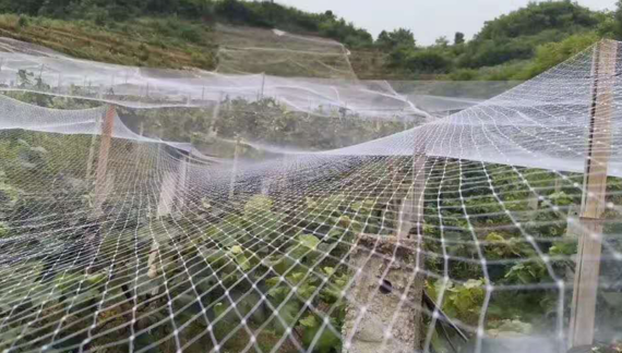 Anti-bird Net