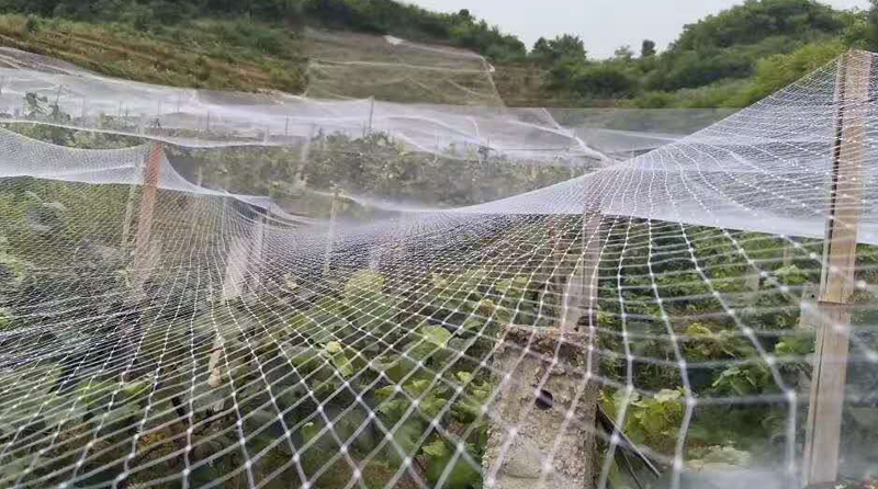 Anti-bird Net